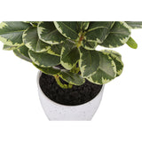 Artificial Ficus Elastica Plant (Set of 2)
