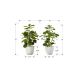 Artificial Ficus Elastica Plant (Set of 2)