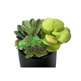 Artificial Succulent Plants (Set of 2)