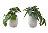 Artificial Alocasia Plant (Set of 2)
